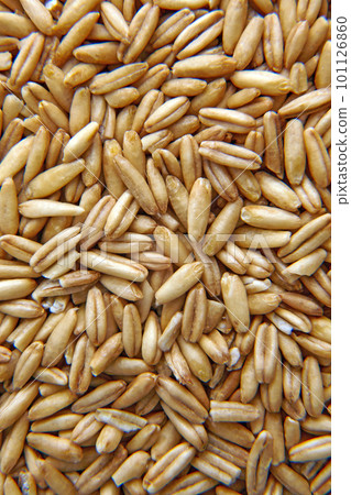 Whole grains of oats for sprouting close-up. Background of scattered oat seeds Whole grains of oats for sprouting close-up. Background of scattered oat seeds 101126860