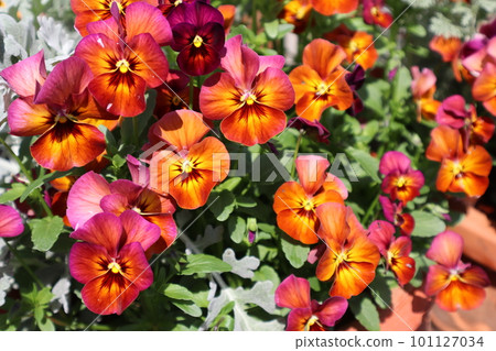 從種子生長的明亮的三色紫羅蘭 101127034