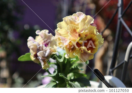 Frilled pansies grown from seeds 101127050