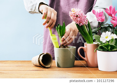 Woman Gardener planting flowers at home in spring. Midsection. Holding pot with hyacinth plant. Home garden. Flowerheads in bloom. Potting bulbs and primula primrose 101127296