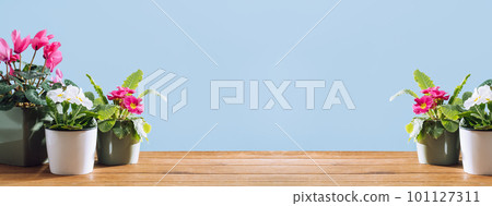 Various potted spring flowers at home on wooden table or deck in spring. pots with hyacinth plants primrose an cyclamen at home garden. Flowerheads in bloom. Potting bulbs. Wide banner 101127311
