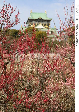 The plum grove at Osaka Castle Park is in full bloom, and the plum grove at Osaka Castle is still busy today. In early March, plum blossoms, Osaka Castle, 101127535