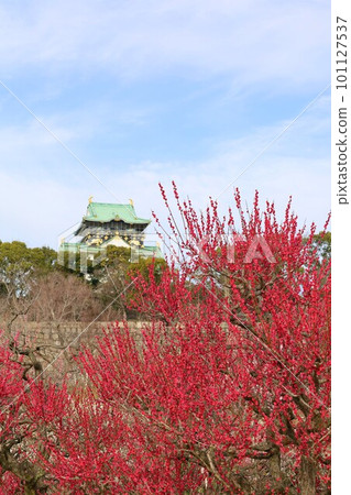 The plum grove at Osaka Castle Park is in full bloom, and the plum grove at Osaka Castle is still busy today. In early March, plum blossoms, Osaka Castle, 101127537
