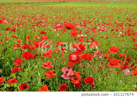 Poppy flower field Poppy flower field 101127674