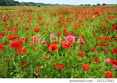 Poppy flower field Poppy flower field 101127681