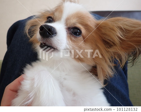 Dog relaxing on owner's lap Dog relaxing on owner's lap 101128132