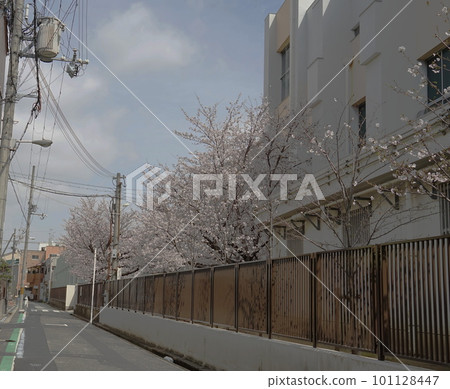 櫻花盛開的學校風景 櫻花盛開的學校風景 101128447