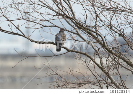 Turtledo standing in branches 101128514