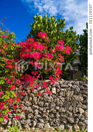 Bougainvillea and Ishigaki 101128597