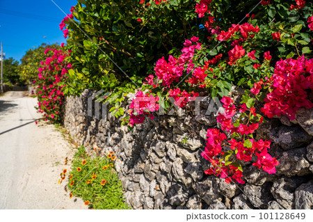 tropical colorful flowers tropical colorful flowers 101128649