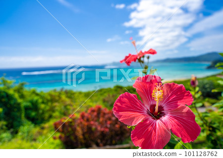 熱帶五顏六色的花 熱帶五顏六色的花 101128762