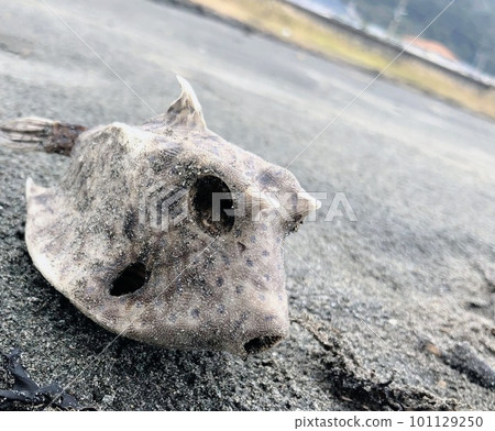 箱魚木乃伊被沖上沙灘 101129250