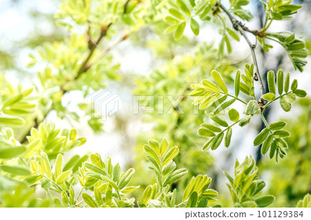Spring green warm photo of blooming tender tree sprouts Spring green warm photo of blooming tender tree sprouts 101129384