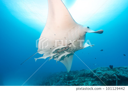 manta rays swim manta rays swim 101129442