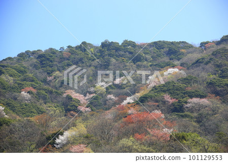 Yamazakura growing in the mountains 101129553