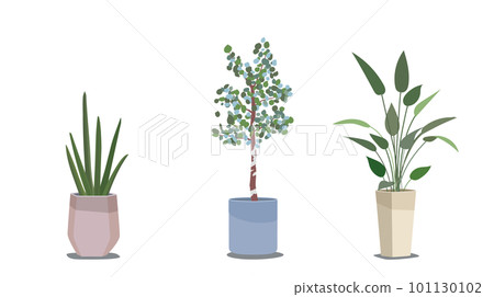 Houseplant _ Potted plant Houseplant _ Potted plant 101130102