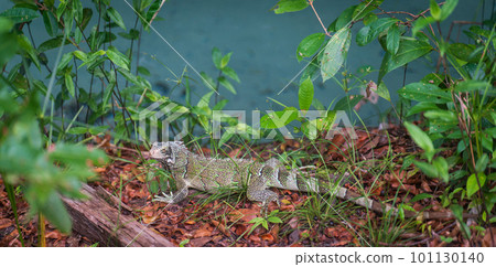 Iguana Walking on Brown Leaves of Tropical Rainforest near Green River. 101130140