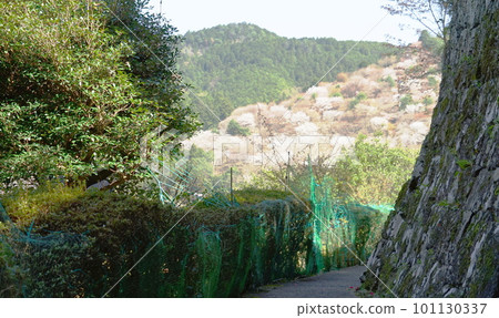 A narrow road where you can see the mountain of cherry blossoms 101130337