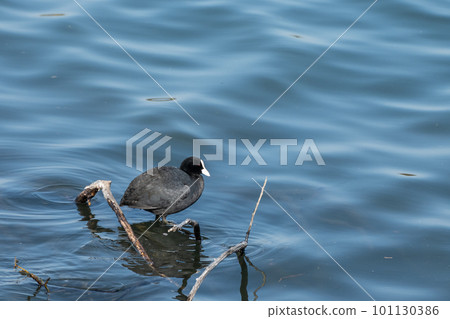 Yodogawa Coot　 101130386