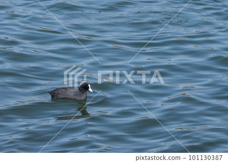 Yodogawa Coot　 101130387