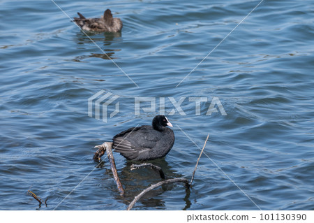 Yodogawa Coot Yodogawa Coot 101130390