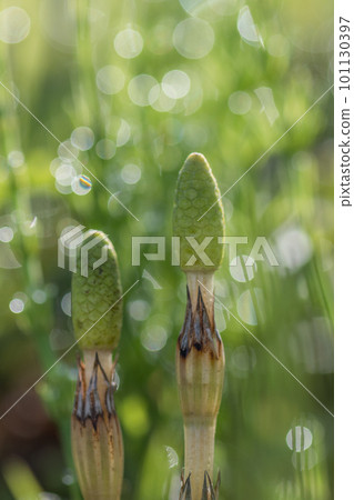 A spring field where horsetails grow A spring field where horsetails grow 101130397