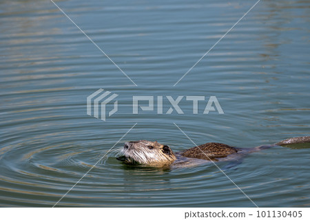 Nutria swimming in the wand of the Yodogawa Specified Alien Species 101130405