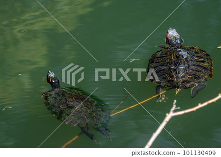 在淀川魔杖中游動的紅耳龜 在淀川魔杖中游動的紅耳龜 101130409