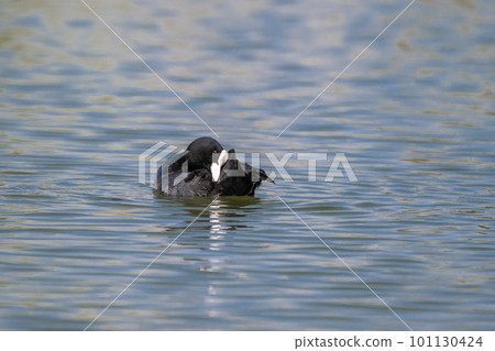 A coot preening on the water A coot preening on the water 101130424