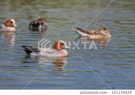 淀川魔杖的歐亞Wigeon 淀川魔杖的歐亞Wigeon 101130428