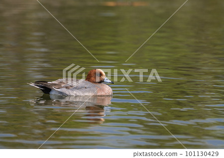 Yodogawa Wand's Eurasian Wigeon (male) Yodogawa Wand's Eurasian Wigeon (male) 101130429