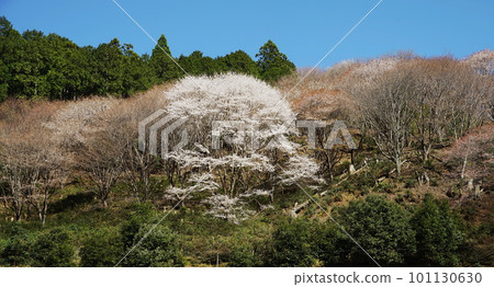Yamazakura blooming in the mountains 101130630