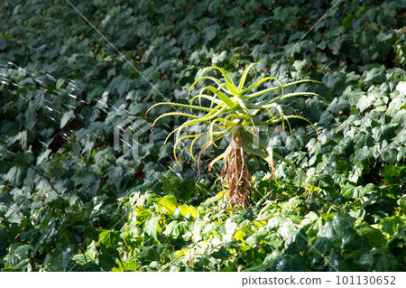 Aloe is a low-growing herbaceous plant in a bright green meadow in Turkey 101130652