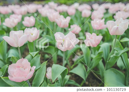 a Triumph tulips Proud bloom in a garden in spring a Triumph tulips Proud bloom in a garden in spring 101130729