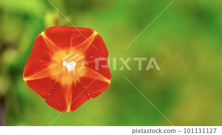 一棵開花的桑樹的肖像 一棵開花的桑樹的肖像 101131127