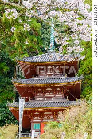 [Nara Prefecture] Matsuo Temple, Yamatokoriyama City (Photographed on March 27, 2023) 101131354