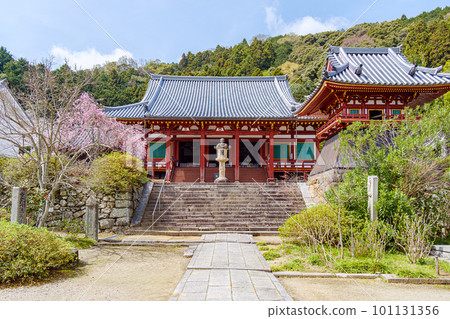 [Nara Prefecture] Yatadera (Kongosanji) in Yamatokoriyama City (Photographed on March 27, 2023) 101131356