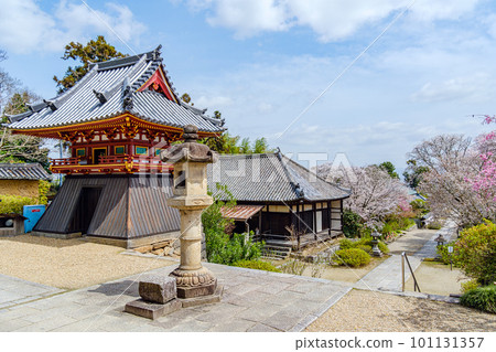 [Nara Prefecture] Yatadera (Kongosanji) in Yamatokoriyama City (Photographed on March 27, 2023) 101131357
