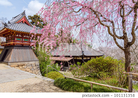 [Nara Prefecture] Yatadera (Kongosanji) in Yamatokoriyama City (Photographed on March 27, 2023) 101131358