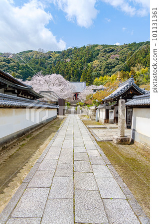 [Nara Prefecture] Yatadera (Kongosanji) in Yamatokoriyama City (Photographed on March 27, 2023) 101131361