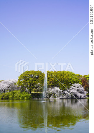 櫻花盛開的春天公園噴泉景觀 101131994