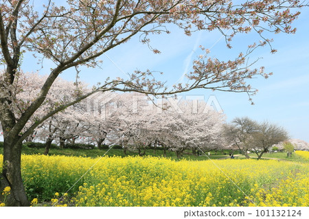 Cherry blossoms and rape blossoms in full bloom against the blue sky Cherry blossoms and rape blossoms in full bloom against the blue sky 101132124