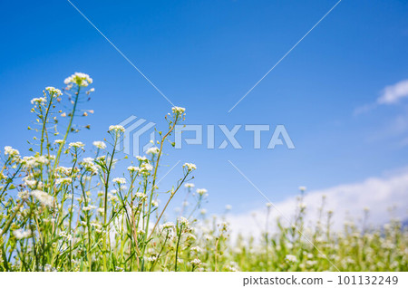 Blue sky and shepherd's purse flowers 101132249