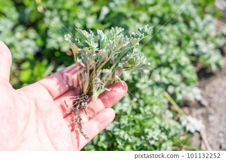 mugwort in spring 101132252