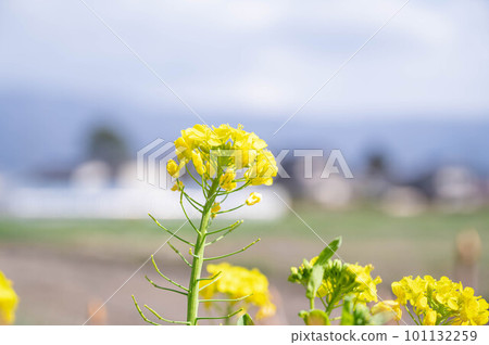 景觀與油菜花 景觀與油菜花 101132259