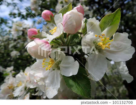 Macro shot of inflorescence with petals and stamens of an apple tree flower Macro shot of inflorescence with petals and stamens of an apple tree flower 101132700