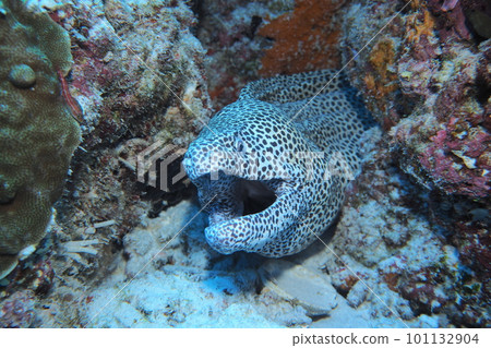 杜鵑花海鰻沖繩海水下照片 101132904