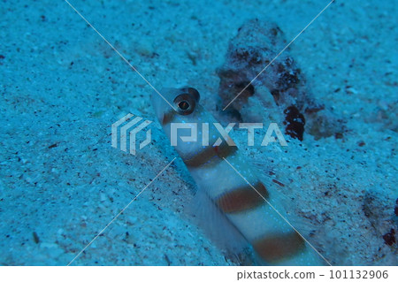 Close-up of Minamidate Gobies Okinawa Sea Underwater Photo Close-up of Minamidate Gobies Okinawa Sea Underwater Photo 101132906