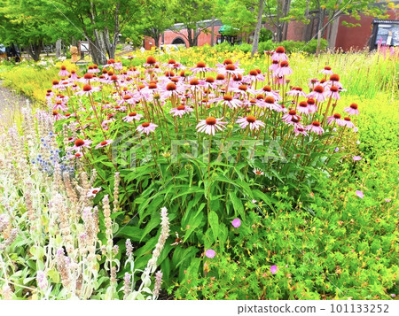 summer flower echinacea 101133252