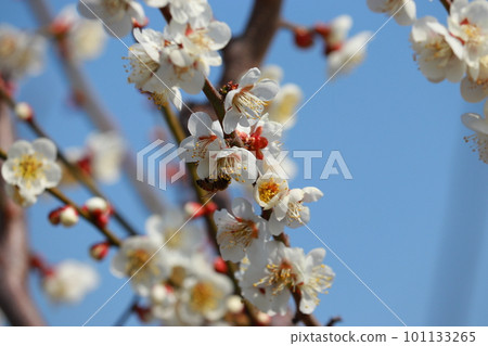 白梅花蜜蜂閃耀藍天 白梅花蜜蜂閃耀藍天 101133265